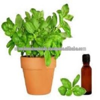 Natural Basil oil