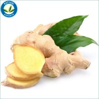 Steam Distillation of Ginger Oil/ 100% Organic Pure Ginger Oil